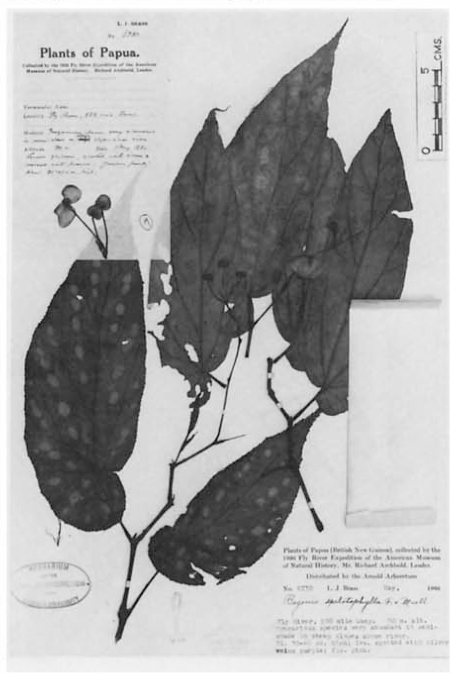 B. spilotophylla